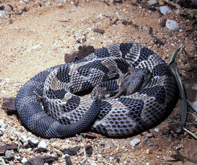 Timber rattlesnake, Crotalus h. Horridus, lives predominantly in forests