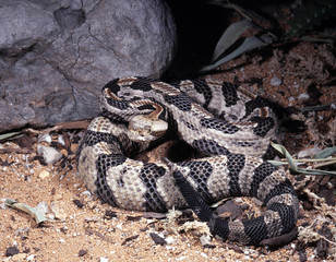 Timber rattlesnake, Crotalus horridus atricaudatus, lives predominantly in forests