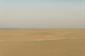 Fototapeta na wymiar Dunes of El Fangar beach, Ebro Delta, Catalonia, Spain