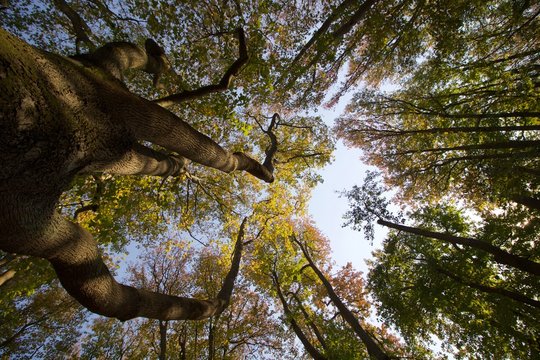 Copa das &aacute;rvores na "floresta" percurso de pl&aacute;tanos no Jardim de Serralves