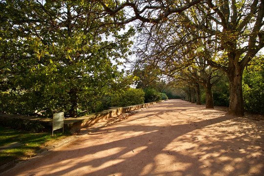 Jogo de luz e sombra das &aacute;rvores do jardim de Serralves