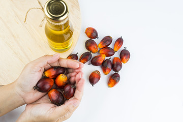 Commercial palm oil cultivation. Since palm oil contains more saturated fats. Oil from Elaeis guineensis is also used as biofuel. It is used as a cooking and in packed food products