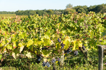 Automne, vignes du Médoc près de Bordeaux (Gironde, France)