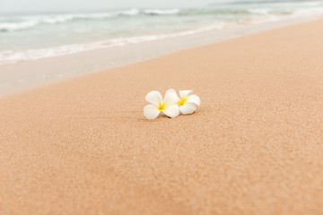  PreviewWhite Plumeria (frangipani) flower on sunny beach sand