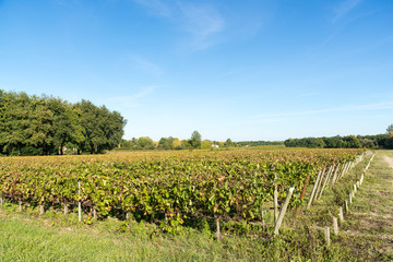 Fototapeta na wymiar Automne, vignes du Médoc près de Bordeaux (Gironde, France)