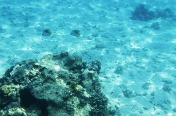 Underwater landscape with corals and passing fish