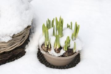 Daffodils in a pot in the snow