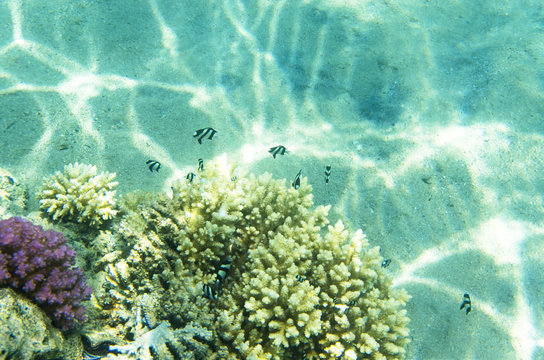 Striped fish near the coral. Dascyllus aruanus