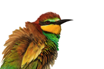 Exotic colored bird isolated on a white background