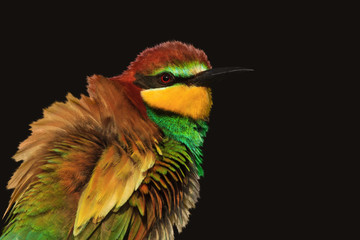 exotic colored bird is isolated on a black background