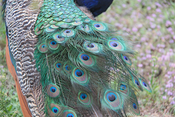 plume de la queue du paon
