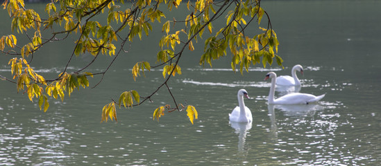 swans on river drava, maribor, slovenia