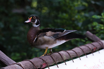 Elegant duck in full growth in jurong birds park