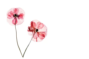 Photo sur Plexiglas Coquelicots fleurs de pavot séchées