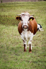Naklejka na ściany i meble Kuh, Kühe, Rinder auf der Weide 