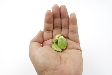 stinking-beans on white background. Also known as Petai in Melaysian and Indonesia, both for the practice of health food