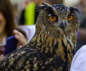 Owl sitting on falconry glove at the festival of historical reconstruction.
