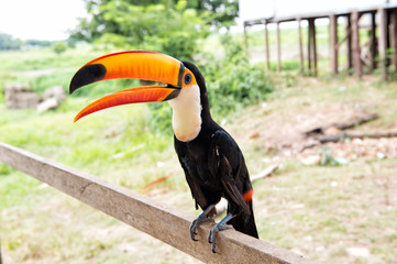 Obraz premium Toco toucan bird in boca de valeria, brazil.