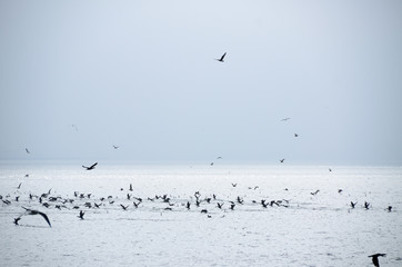 鳥の群れと海霧