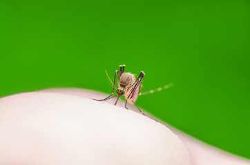 Malaria, Yellow Fever or Zika Virus Infected Mosquito Sting on Green Background
