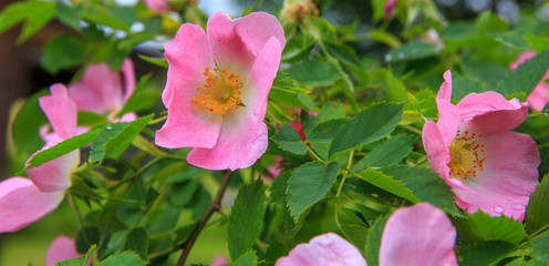 Dog Rose blossoms Rosa canina