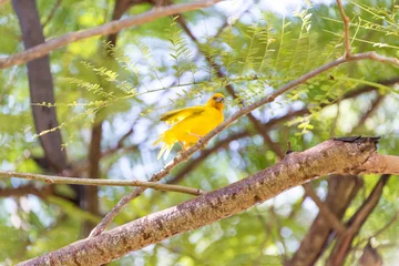 Photo sur Plexiglas Plage de Nungwi, Tanzanie Goldweber, Gelber Vogel auf Sansibar