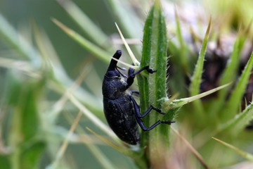 Black snout beetle