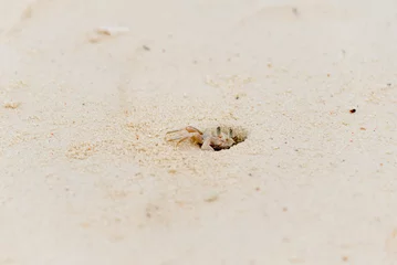 Foto auf Acrylglas Nungwi Strand, Tansania Geisterkrabbe