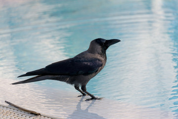Haus-Krähe (Corvus Splendens), sitzt am Pool Tansania, Sansibar
