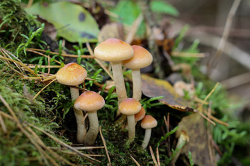 Pilze im Wald 