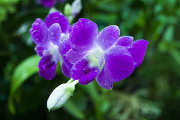 Orchid closed up after wet with the rain, image is dark tone.