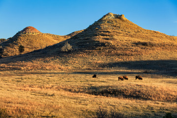 Fototapeta na wymiar Buffalo Roam the grasslands of Theodore Roosevelt National Park, North Dakota