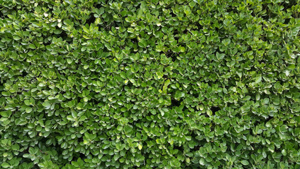 Green Wall Hedge Boxwood - 176099842