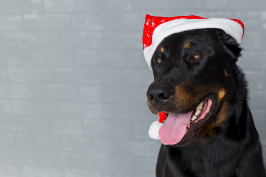french dog head with tongue hanging out in santa claus hat, copyspace