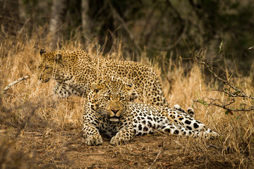 A mating pair of leopard
