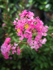 The Pink Crape Flower Blooming