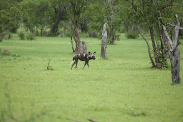 Wild Dog dangerous mammal animal africa savannah Kenya
