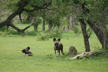 Fototapeta na wymiar Wild Dog dangerous mammal animal africa savannah Kenya