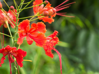 The Peacock Flowers Blooming