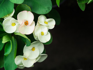 The White Euphorbia milii Flowers Blooming