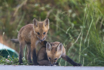 Fox kits playing 