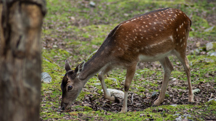 Roe deer (Capreolus capreolus)