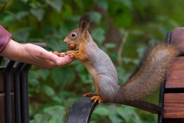 Squirrel eats nuts