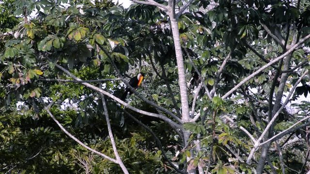 Toco Toucan (Ramphastos toco) eats in Cecropia. Image in the Pantanal Biome. Mato Grosso do Sul state, Central-Western - Brazil.