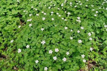 ニリンソウの花