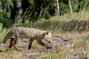 Red Cascades Kit Walks Carefully