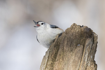 white-breasted nuthatch in winter