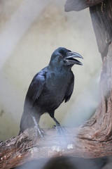CORBEAU