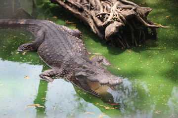 CROCODILE