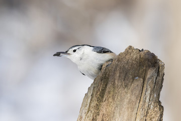 white-breasted nuthatch in winter